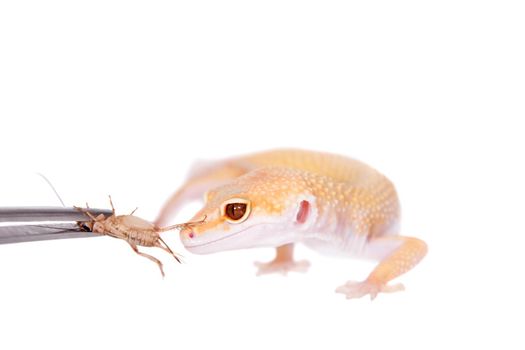 Albino Leopard Gecko, Eublepharis macularius, on a white background