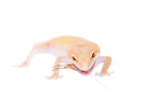 Albino Leopard Gecko, Eublepharis macularius, on a white background