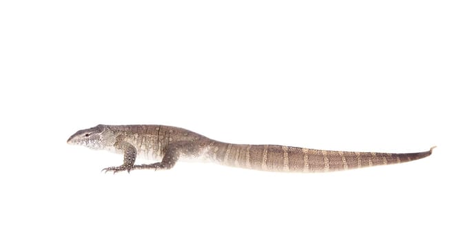 Nile monitor, Varanus niloticus, isolated on white background