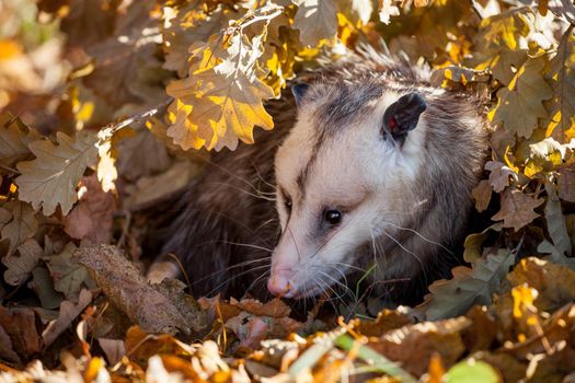 The Virginia or North American opossum, Didelphis virginiana, in autumn park