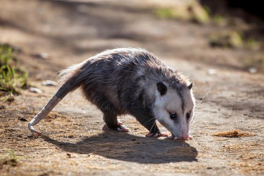 The Virginia or North American opossum, Didelphis virginiana, in autumn park