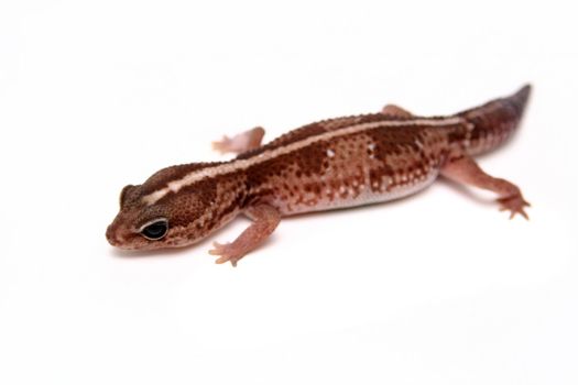 Leopard gecko, Eublepharis macularius, isolated on white background