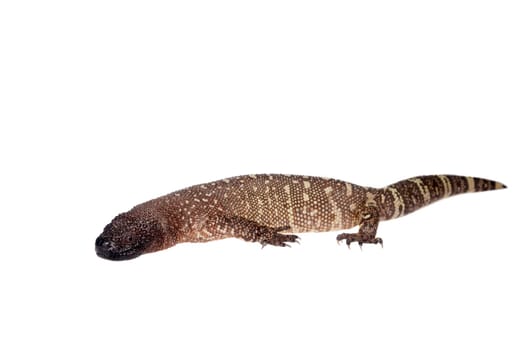 Venomous Beaded lizard, Heloderma horridum, isolated on white background