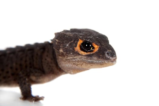 Red-eyed crocodile skinks, tribolonotus gracilis, isolated on white background