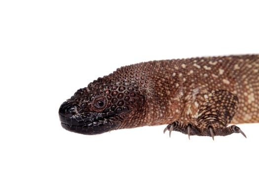 Venomous Beaded lizard, Heloderma horridum, isolated on white background