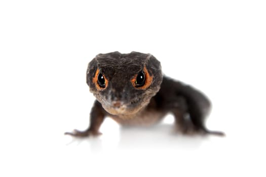 Red-eyed crocodile skinks, tribolonotus gracilis, isolated on white background