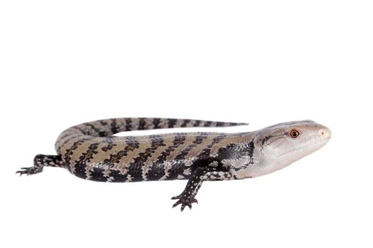 Indonesian Blue-tongued Skink, Tiliqua gigas, isolated on white background.