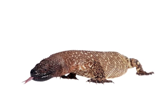 Venomous Beaded lizard, Heloderma horridum, isolated on white background