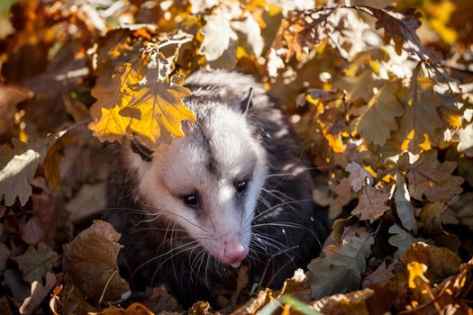 The Virginia or North American opossum, Didelphis virginiana, in autumn park