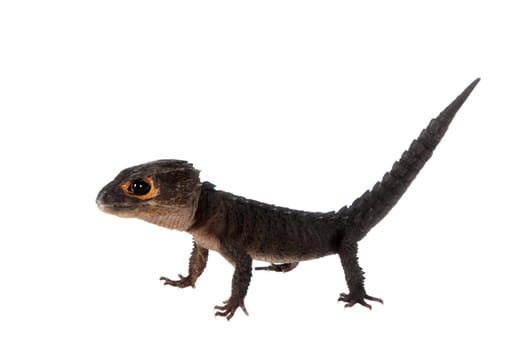 Red-eyed crocodile skinks, tribolonotus gracilis, isolated on white background