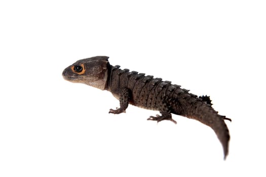 Red-eyed crocodile skinks, tribolonotus gracilis, isolated on white background