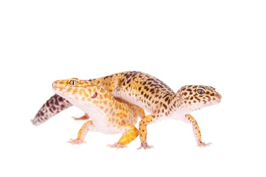 Tangerine Tremper Leopard Gecko on a white background