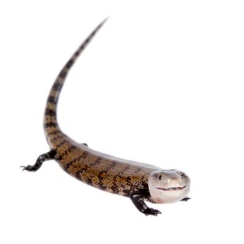 Eastern Blue-tongued Skink, Tiliqua scincoides, isolated on white background.