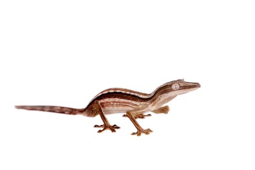 Lined Leaf-tail Gecko, Uroplatus lineatus isolated on white background.