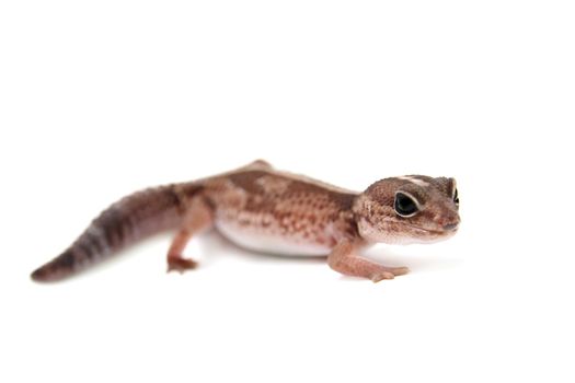 Leopard gecko, Eublepharis macularius, isolated on white background