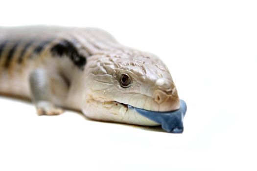 Eastern Blue-tongued Skink, Tiliqua scincoides scincoides, isolated on white background.