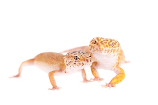 Tangerine Tremper Leopard Gecko on a white background