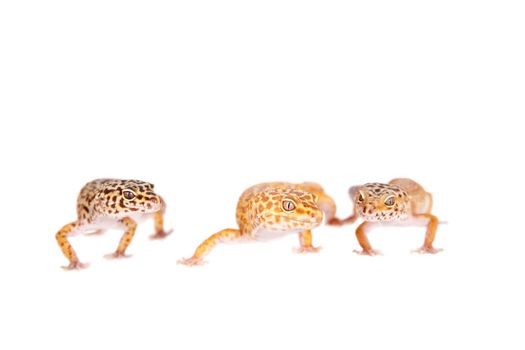 Tangerine Tremper Leopard Gecko on a white background