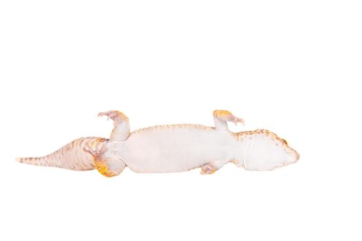 Tangerine Tremper Leopard Gecko on a white background