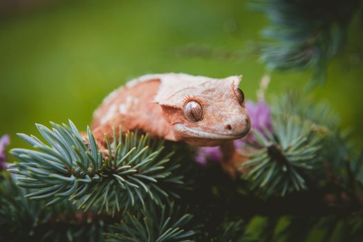 New Caledonian crested gecko, Rhacodactylus ciliatus, on tree with flowers