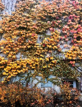 Fall season, weather and environment concept - Autumn leaves and trees, nature background