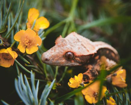 New Caledonian crested gecko, Rhacodactylus ciliatus,on tree with flowers