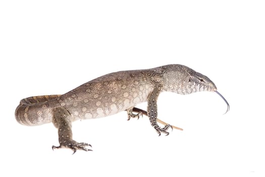 Nile monitor, Varanus niloticus, isolated on white background