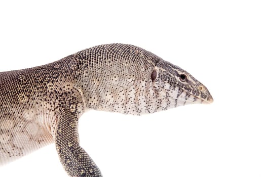 Nile monitor, Varanus niloticus, isolated on white background