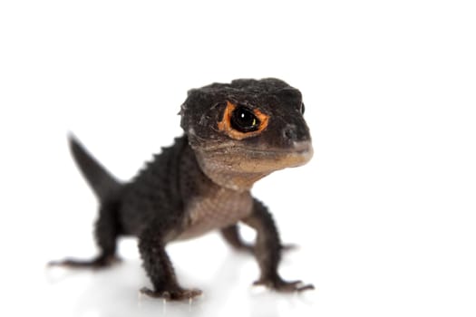 Red-eyed crocodile skinks, tribolonotus gracilis, isolated on white background