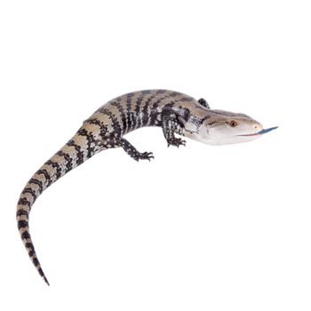 Indonesian Blue-tongued Skink, Tiliqua gigas, isolated on white background.