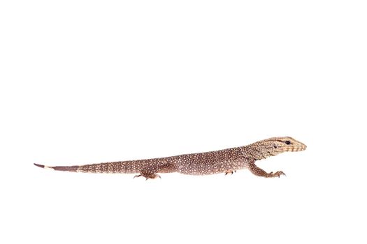 Clouded Monitor, Varanus nebulosus, isolated on white background