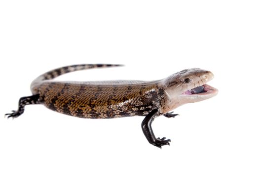 Eastern Blue-tongued Skink, Tiliqua scincoides, isolated on white background.