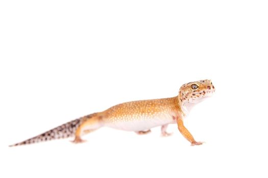 Tangerine Tremper Leopard Gecko on a white background