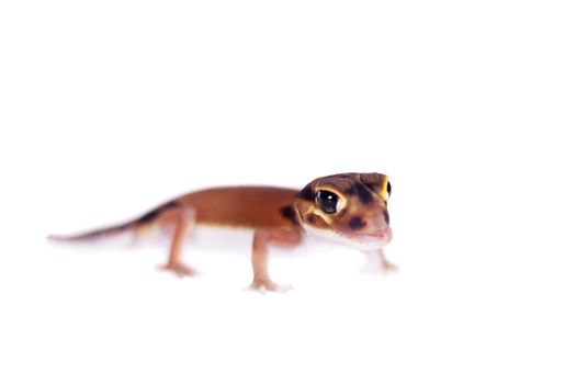 Pale Knob-tailed Gecko, Nephrurus laevissimus, isolated on white background