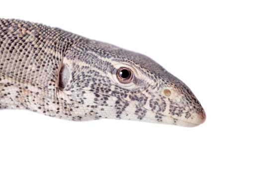 Nile monitor, Varanus niloticus, isolated on white background