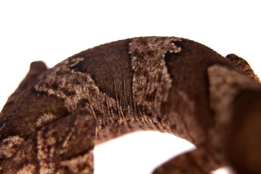 Bow-fingered gecko, Cyrtodactylus irianjayaensis, isolated on white background