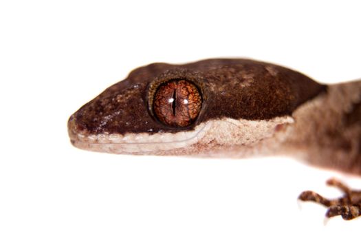 Bow-fingered gecko, Cyrtodactylus irianjayaensis, isolated on white background