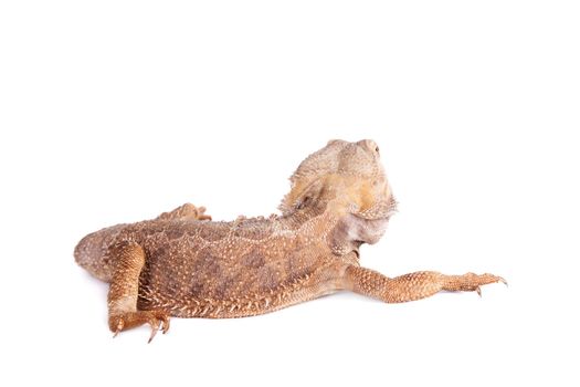 Central Bearded Dragon, Pogona vitticeps, isolated on white background