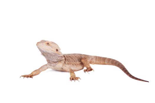 Central Bearded Dragon, Pogona vitticeps, isolated on white background