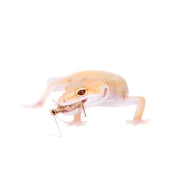 Albino Leopard Gecko, Eublepharis macularius, on a white background