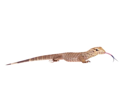 Clouded Monitor, Varanus nebulosus, isolated on white background