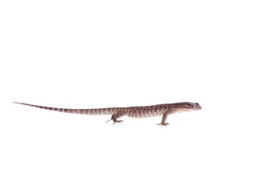 Asian Water Monitor Lizard, Varanus salvator, isolated on white background.