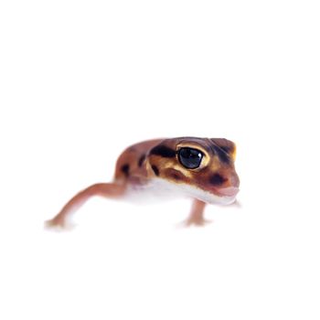 Pale Knob-tailed Gecko, Nephrurus laevissimus, isolated on white background