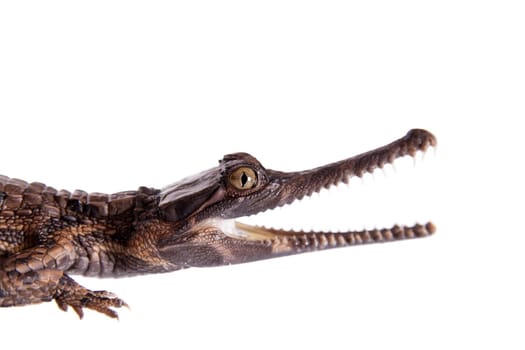 The false gharial , Tomistoma schlegelii, isolated on white background