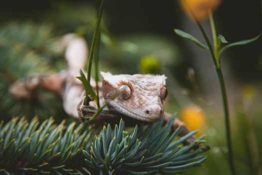 New Caledonian crested gecko, Rhacodactylus ciliatus,on tree with flowers