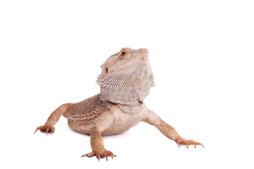 Central Bearded Dragon, Pogona vitticeps, isolated on white background