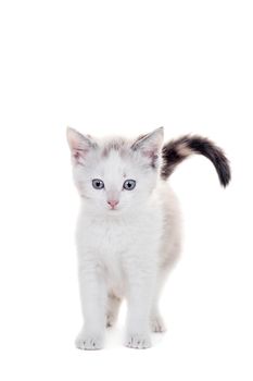 Small kitten isolated on the white background