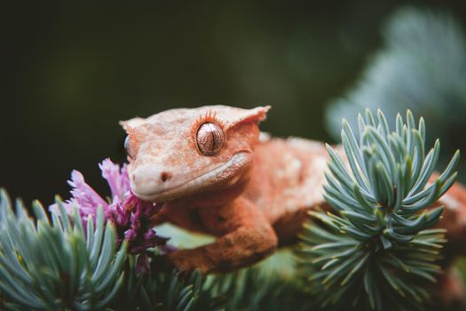 New Caledonian crested gecko, Rhacodactylus ciliatus, on tree with flowers