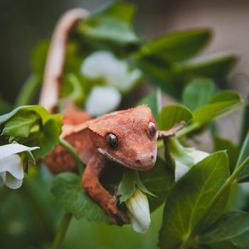 New Caledonian crested gecko, Rhacodactylus ciliatus, with white flowers