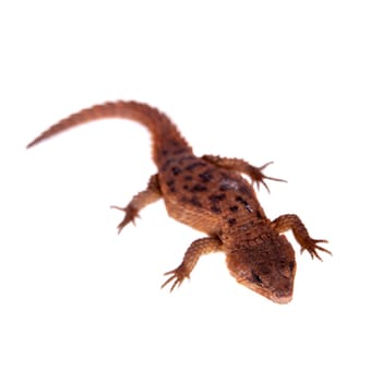 Transvaal Girdled Lizard, Cordylus vittifer, isolated on white background.